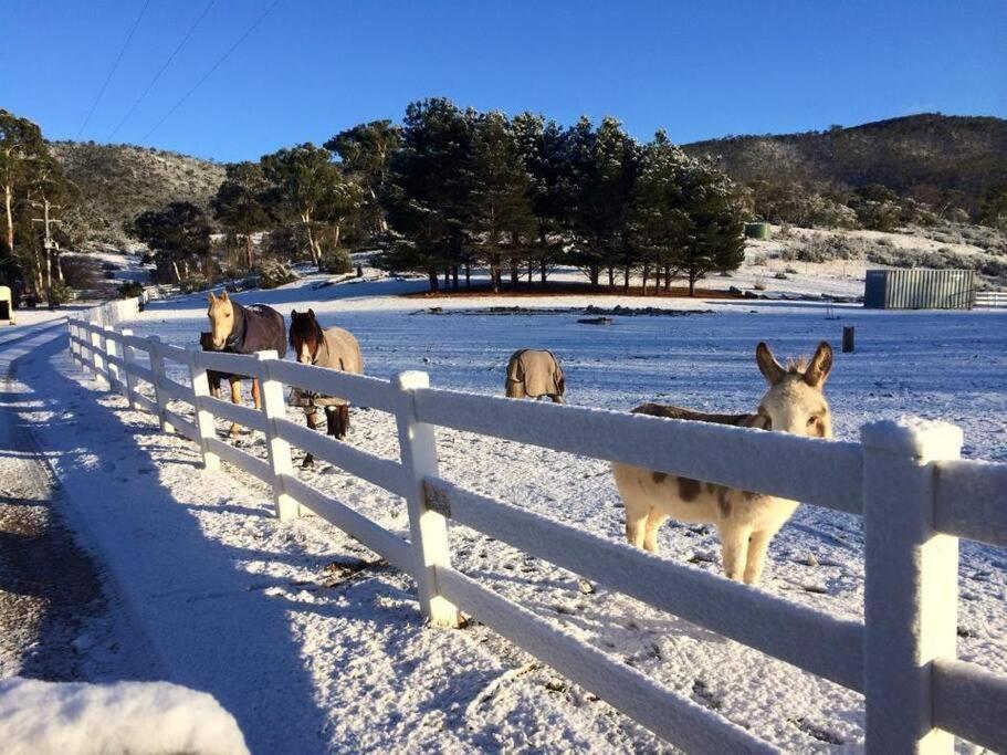 Lappi Farm Villa Berridale Bagian luar foto