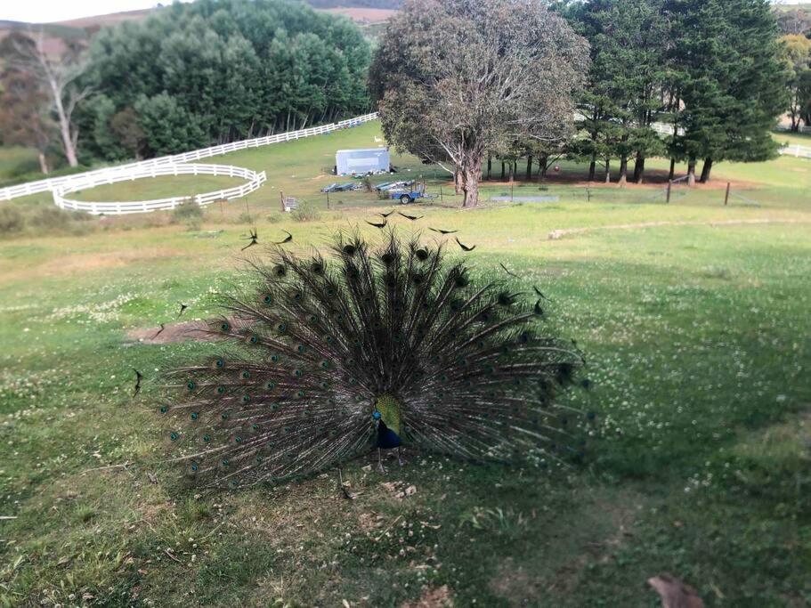 Lappi Farm Villa Berridale Bagian luar foto